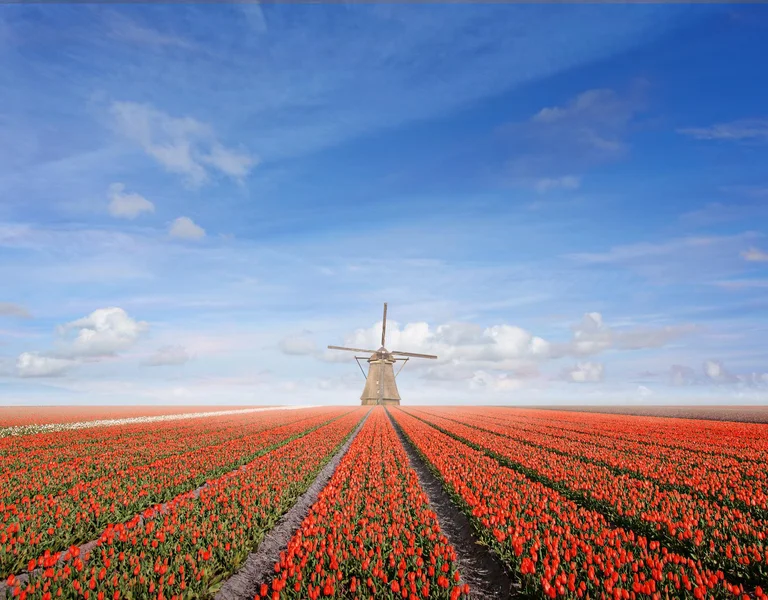 Tulips and windmill - Holland/Netherlands