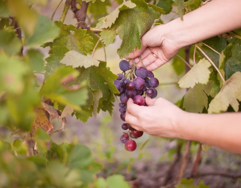 Wine Harvesting