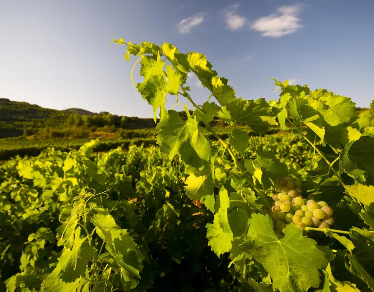 Vineyards in La Rioja