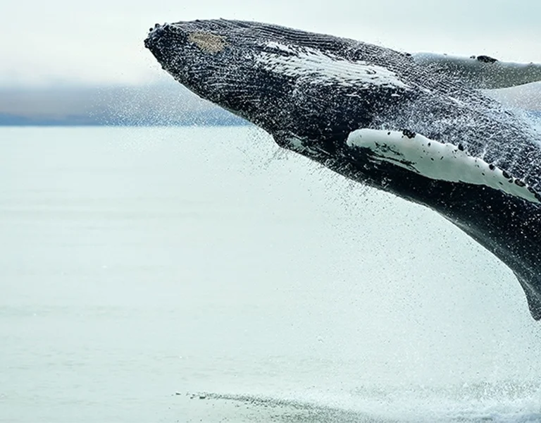 ETC_SM-Mar2021_Visual09_1440x724_v1.0