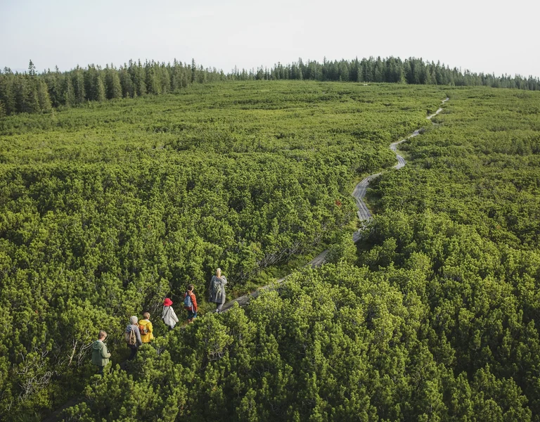 Hikers walking along a narrow winding trail through dense green forest.