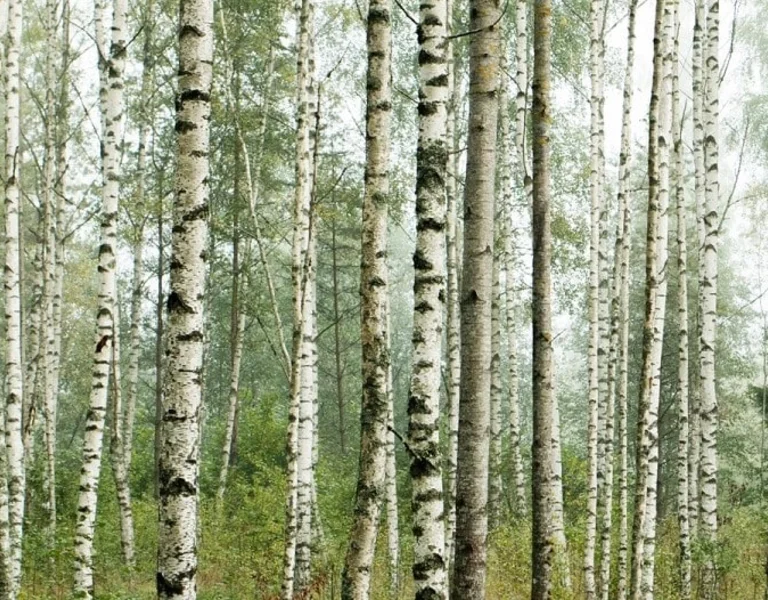 Birch forest © Karl Ander Adami, Visit Estonia