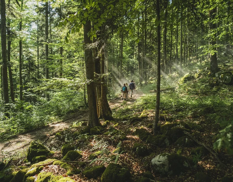 Hiking in Kočevje forest for bear watching.