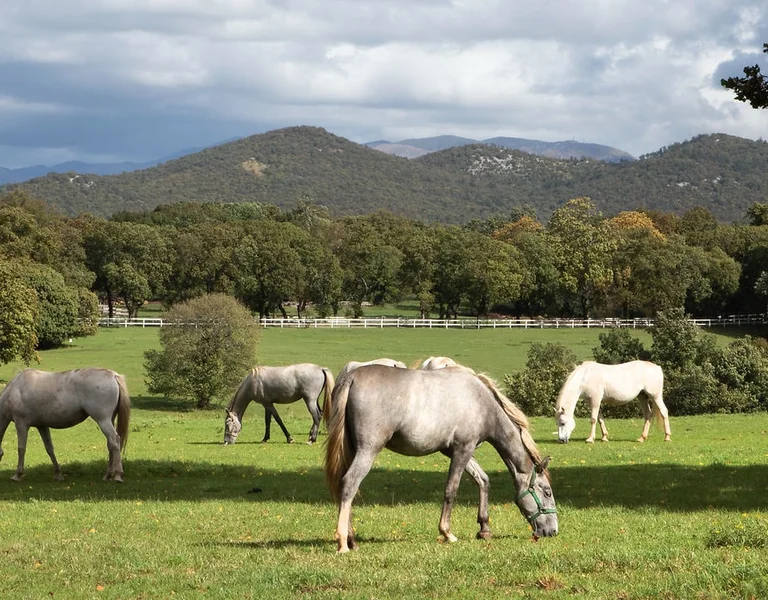 Horses, Slovenia