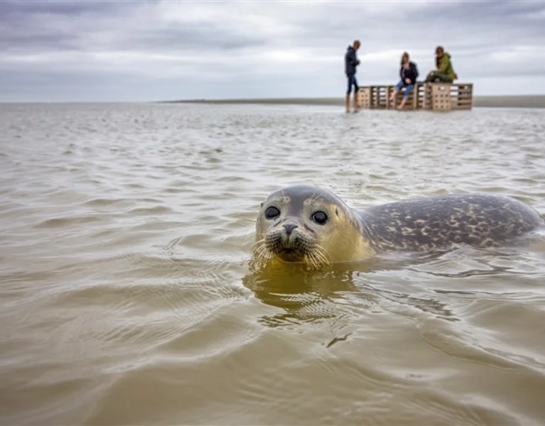 Seal, Netherlands