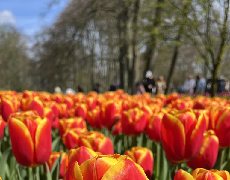 Visit Europe in Holland