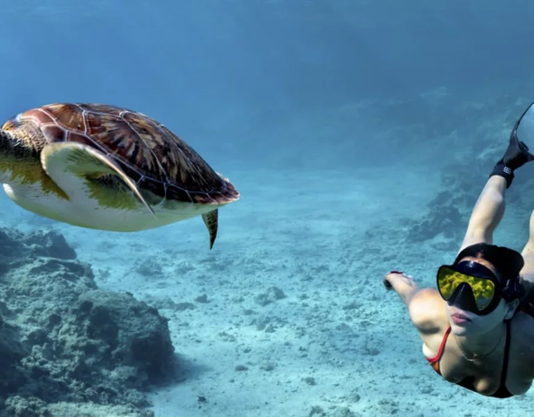 Green turtle and a snorkelling girl