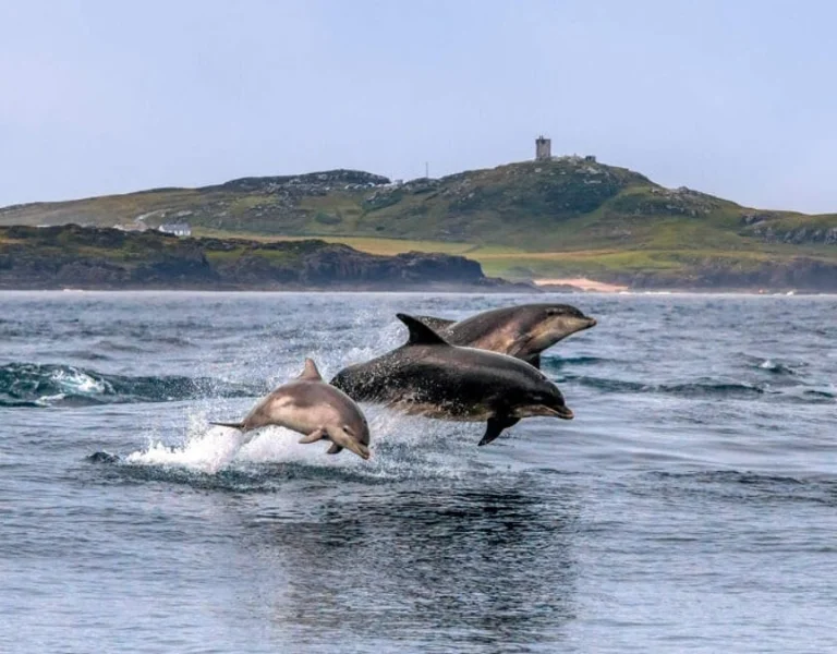 Rathlin Island, island view, dolphins