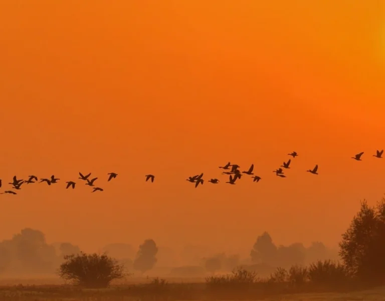 Warta Mouth National Park, Migration of birds