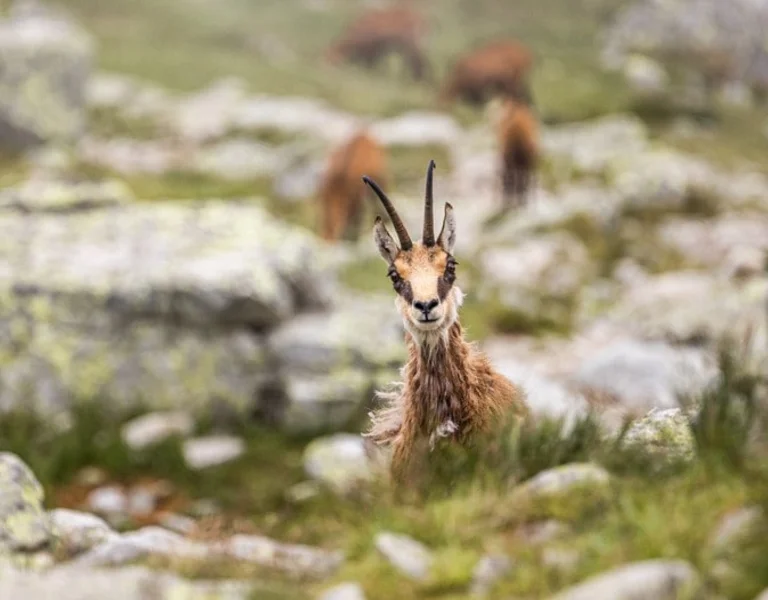 Nine national parks with unique nature and all kinds of wild animals living in their natural habitat await you in Slovakia. Only here you can spot the largest land mammal and the largest wild cat in Europe or distinctive subspecies of marmots and chamois. Hand-feed European ground squirrels and get ready for the invigorating forest scent, towering mountains and meadows of exceptional botanical diversity.