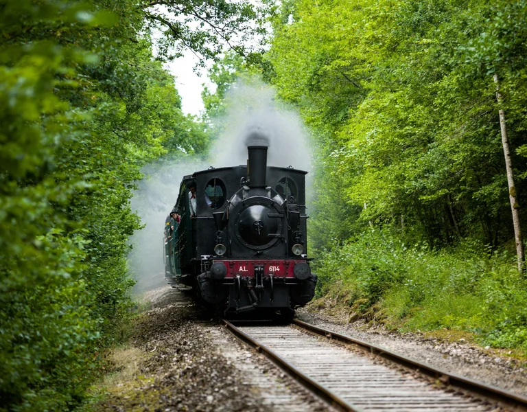 A train on the tracks with a steam locomotive passing through the forest