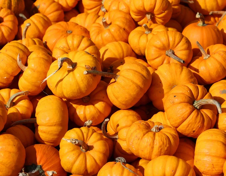 Sugar,Pumpkins,Are,Members,Of,C.,Pepo,,And,Can,Come