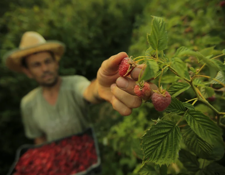 A man picking red berries.