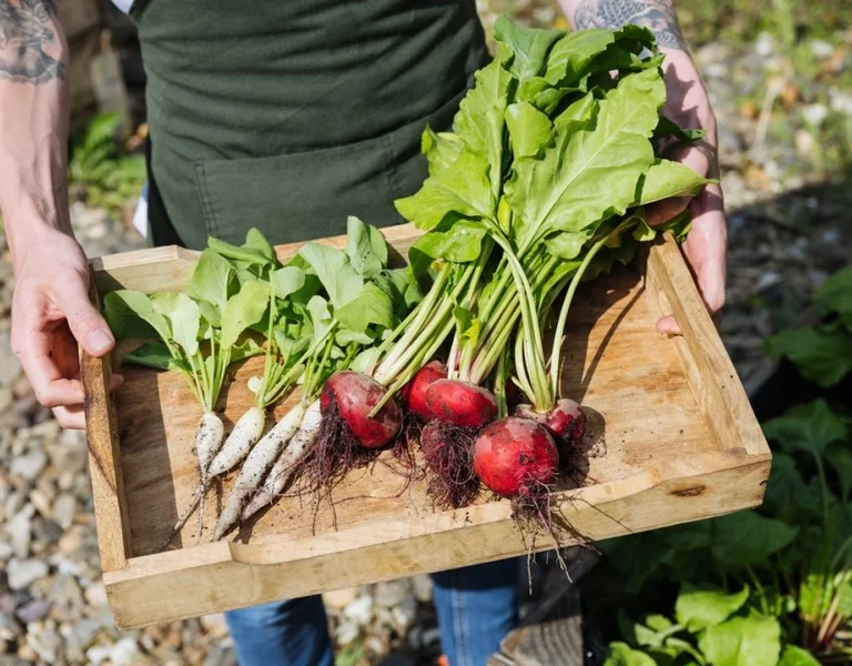 A wooden tray held by a person, displaying freshly harvested radishes and root vegetables.