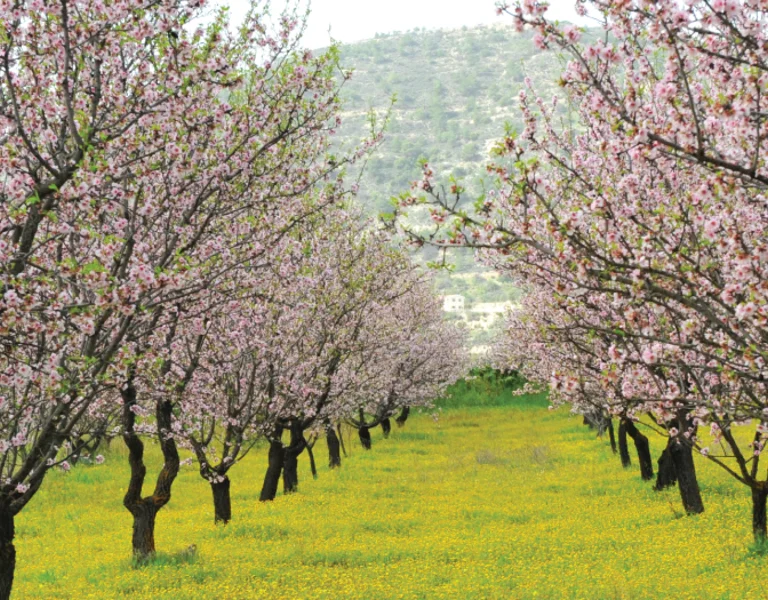 Orchard of blooming trees with pink blossoms and a grassy floor covered in yellow flowers.