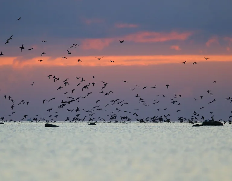 Flock of birds flying over water at dusk with a colorful sky background.