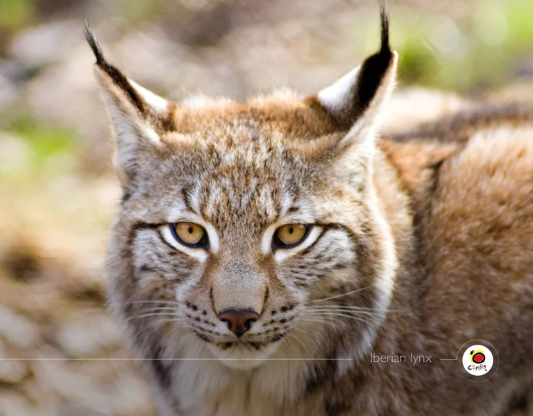 Close-up of an Iberian lynx with striking amber eyes and tufted ears, set against a blurred natural background.