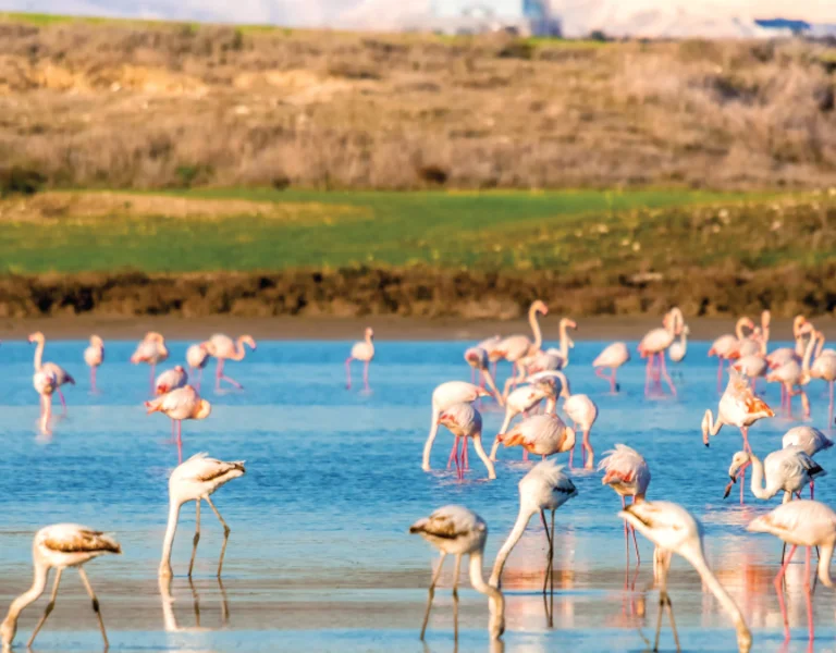 A flock of pink flamingos wading in calm waters, with green fields and distant hills in the background under a clear blue sky.