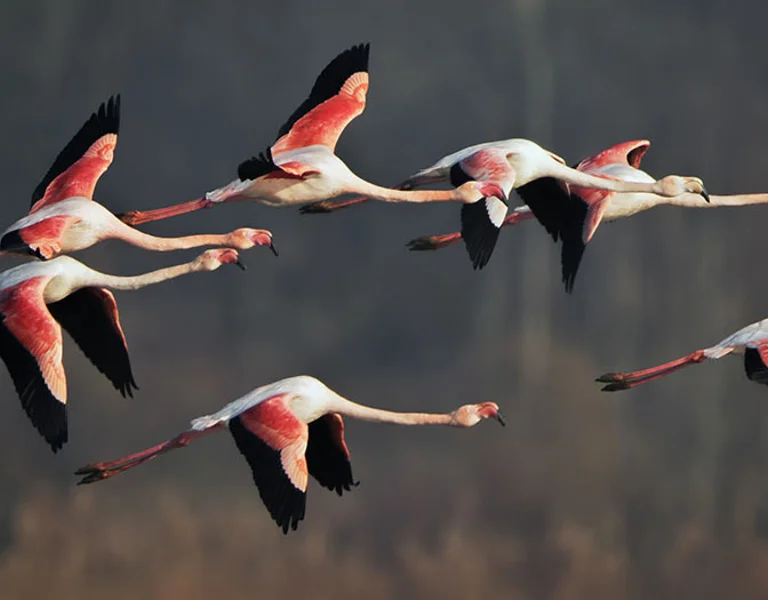 A group of six flamingos soaring through the sky, showcasing their vibrant pink feathers against a blurred, muted background.