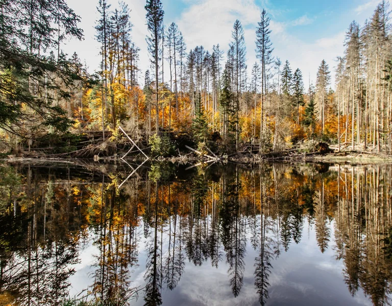 Autumn landscape reflecting in calm waters of the Boubin Lake, featuring tall trees with vibrant orange and green foliage against a clear blue sky.
