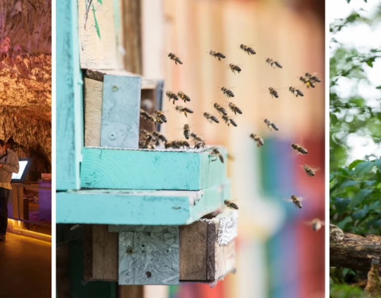 A colorful cave exhibit with a large aquarium, a busy bee hive, and a curious brown bear peeking from behind greenery.