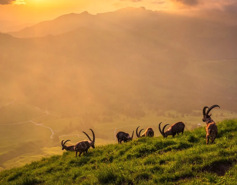 A herd of goats grazes on lush green hills at sunset, with misty mountains silhouetted in the background and dramatic clouds above.