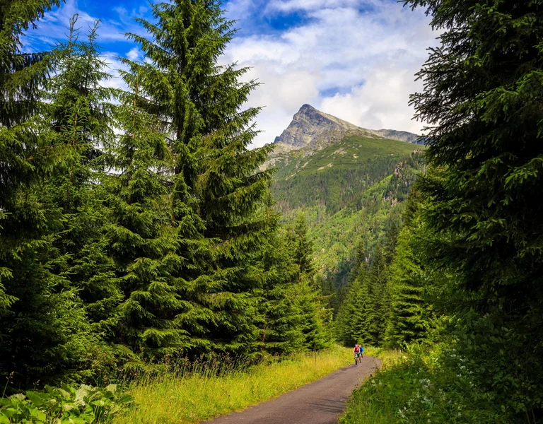 A cyclist enjoying a green forest path with views of mountains.