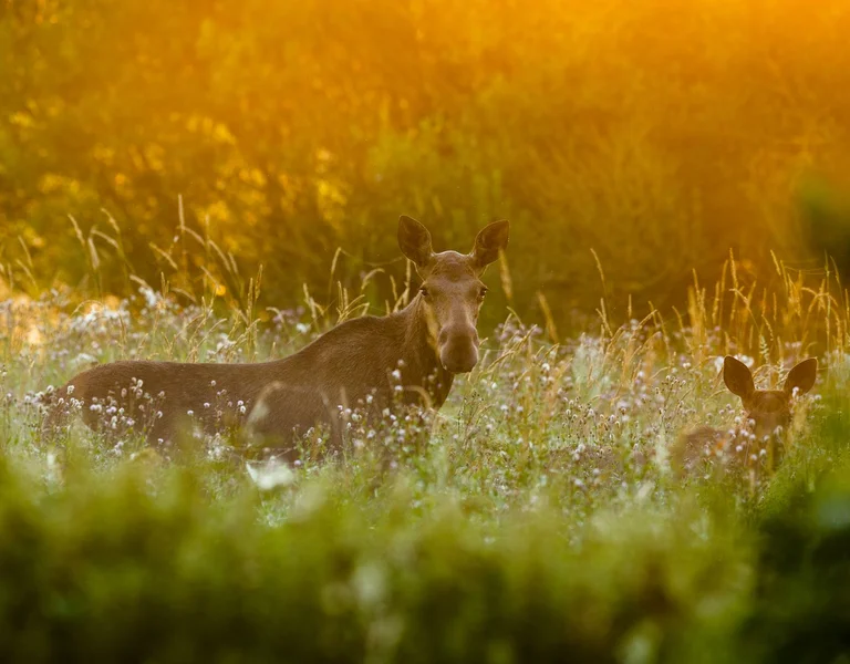A moose and its calf rest in a sunlit meadow filled with wildflowers, surrounded by tall grasses and gentle, golden light.