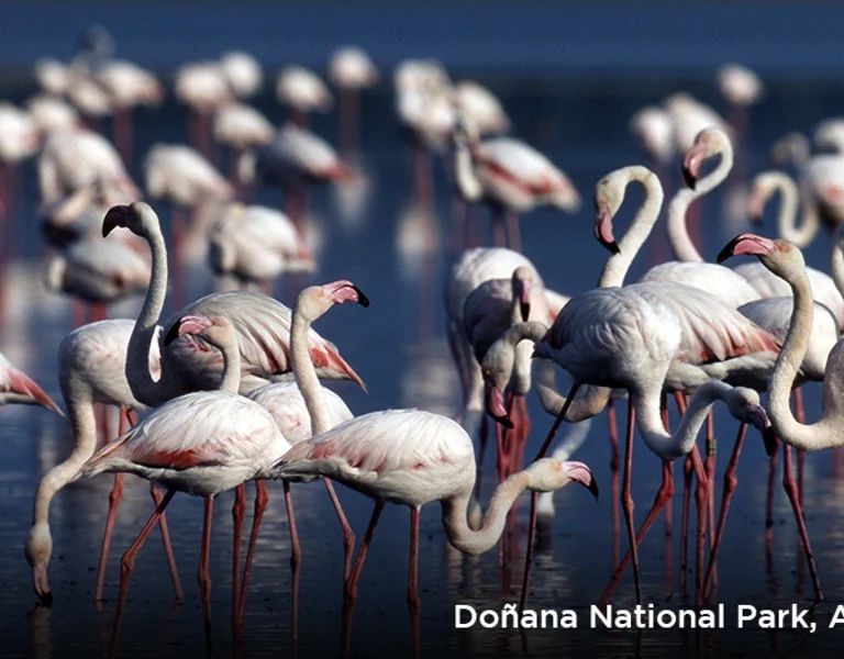 A flock of flamingos wading in the wetlands of Doñana National Park, Andalusia, Spain.