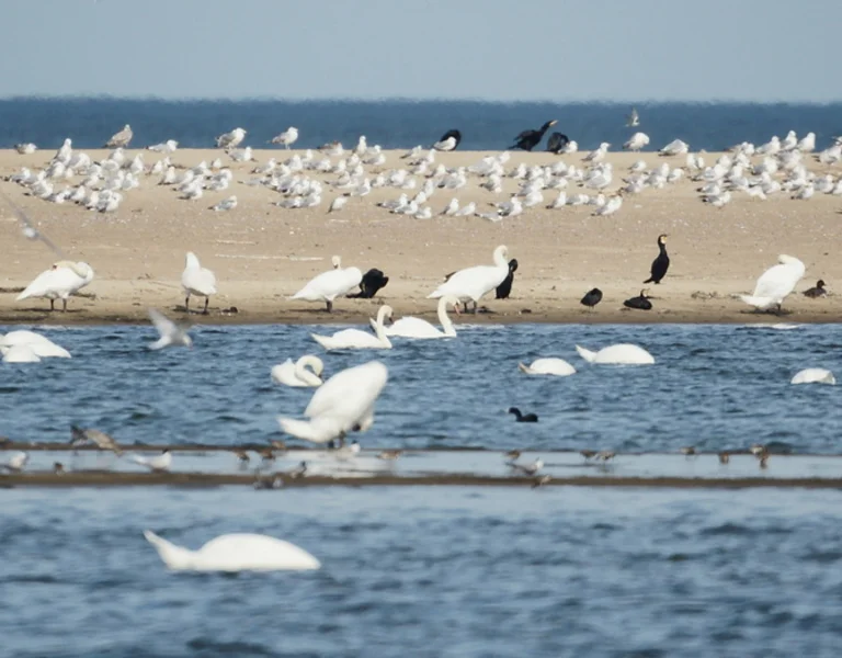 A tranquil scene of various birds, including swans and seagulls, scattering across sandy shores and calm waters under a clear blue sky.
