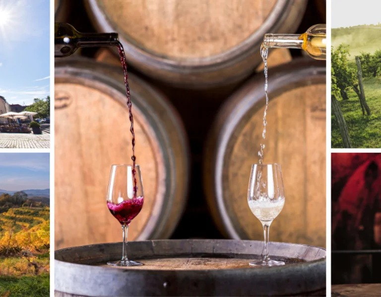 Collage of Slovenian wine experiences: vineyards, tastings, wine barrels, and outdoor dining.