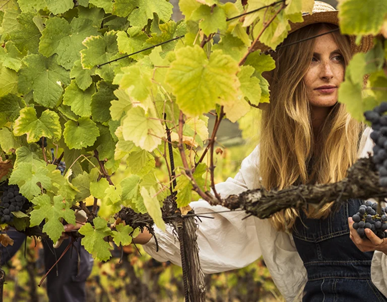 Young woman harvesting grapes at a Douro Valley vineyard during the annual wine festival at Quinta do Vallado.