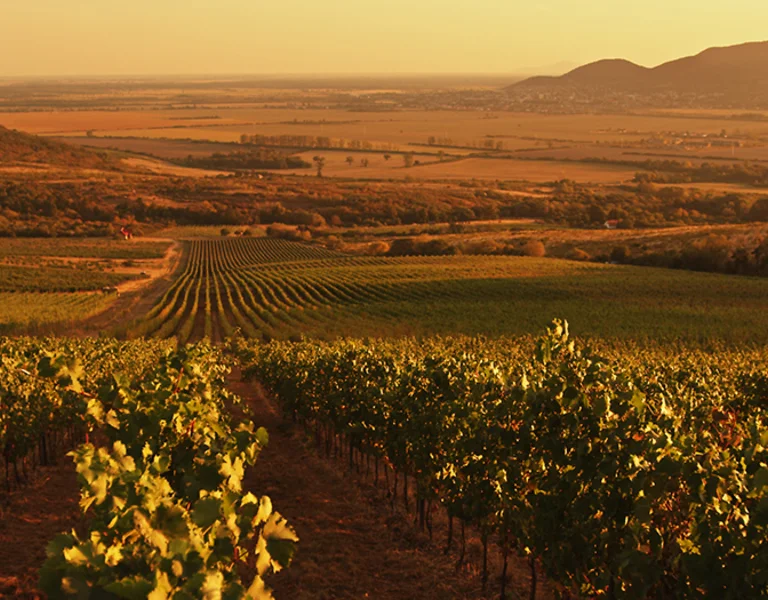 Tokaj vineyards in Slovakia at golden sunset with mountains in the background.
