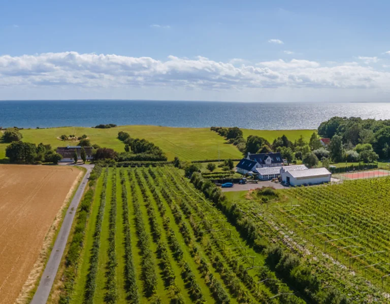 Aerial view of a coastal farm with vineyards, fields, and a house by the sea under a bright blue sky with scattered clouds.