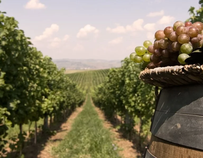 A wooden barrel holds fresh green and red grapes, set against a sunlit vineyard with neatly lined grapevines and a clear sky.