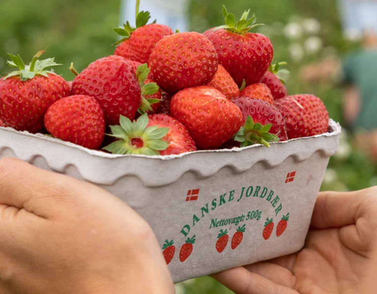 Hands holding a paper tray filled with fresh Danish strawberries picked from a local farm in summer, Denmark.