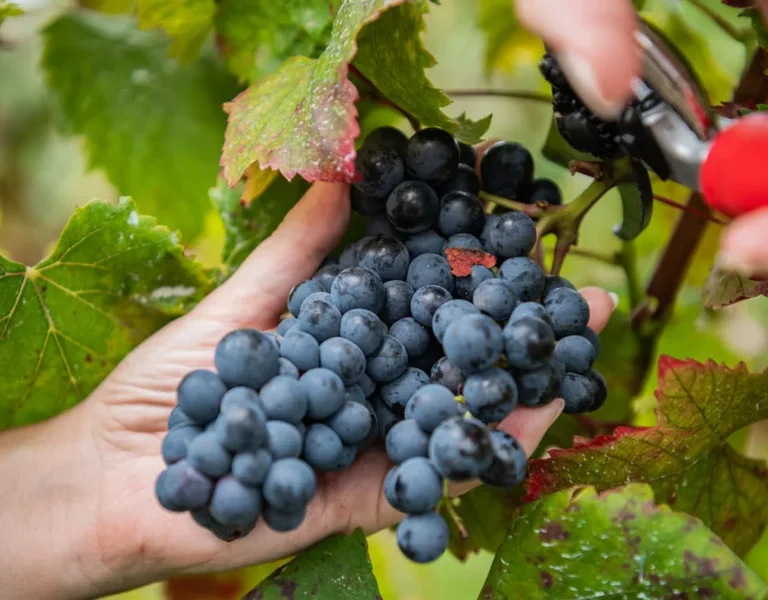 Festa-do-Vinho-Madeir-2023-7-©Francisco-Correia