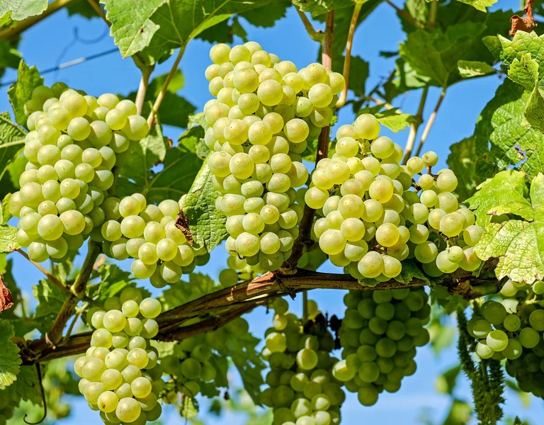 grapes-2656259_1920