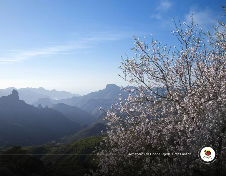 Almond blossoms overlooking mountain landscape in Tejeda, Gran Canaria