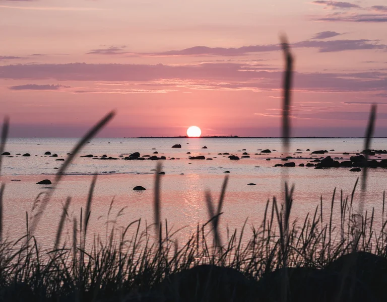 Pink sunset over a calm sea with tall grass and rocks in the foreground.