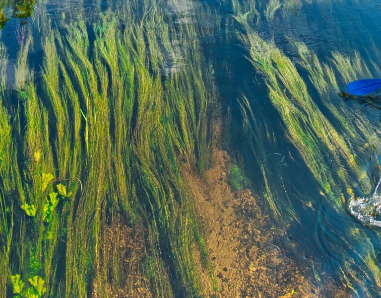 Two people kayaking on clear, reflective water with green plants below the surface.