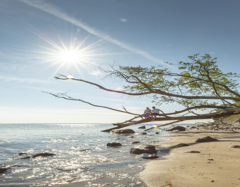 Sunny beach with rocky shore, overhanging tree, and clear blue sky
