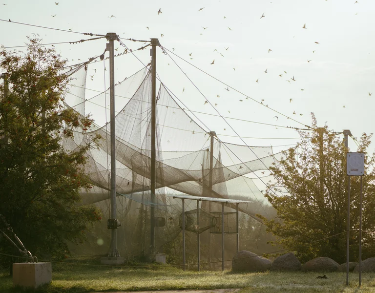 Large outdoor bird aviary with netting, surrounded by trees and flying birds at sunset.