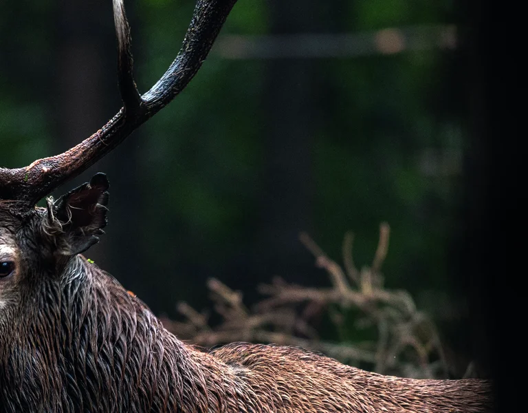 Stag with large antlers standing in a dimly lit forest.