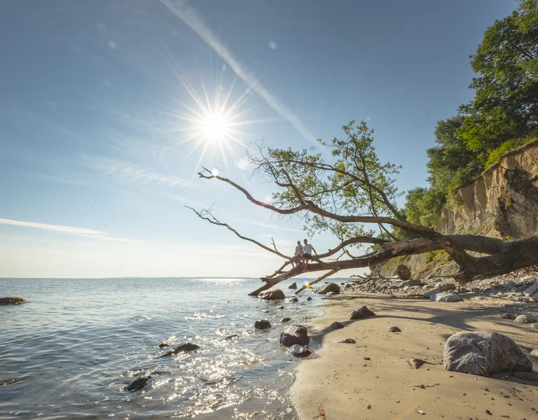 Sunny beach with a fallen tree along the shoreline and cliffs in the background.