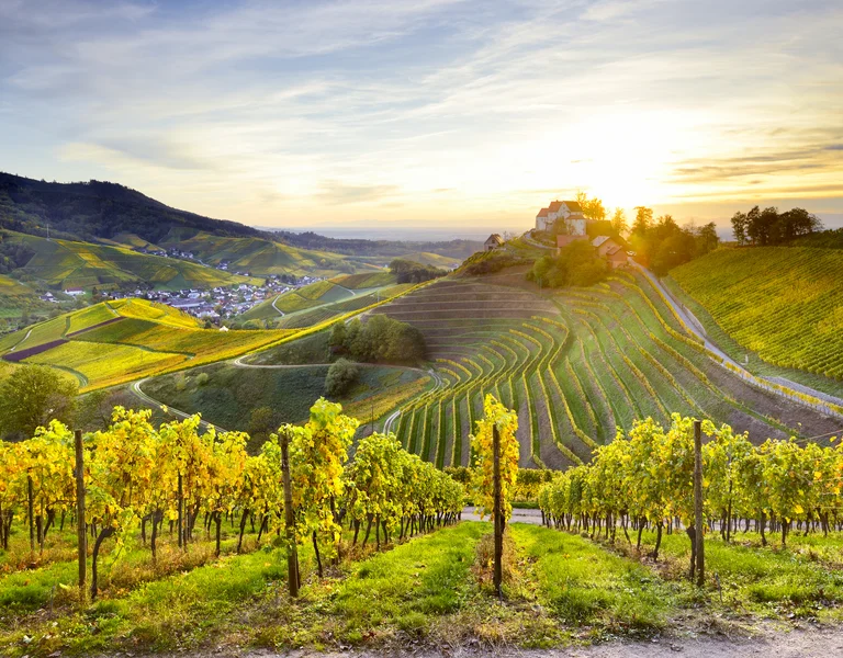 Vineyard on rolling hills at sunset with a distant village and glowing sky.