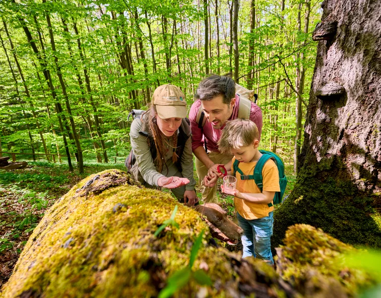 Family examining plants on a mossy log in a green, sunlit forest.