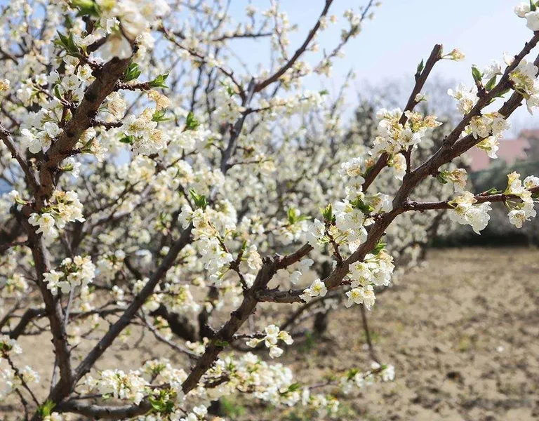 Tree branches covered in white blossoms in a sunny orchard.