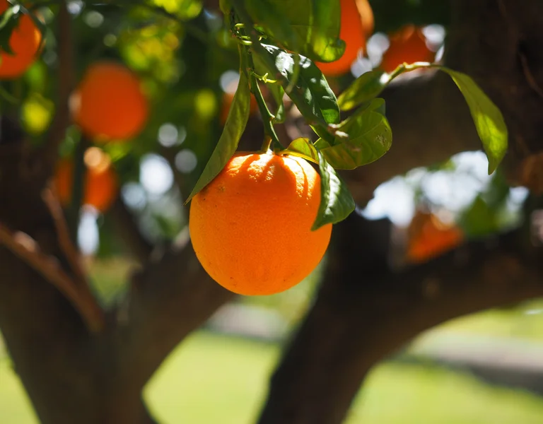 Ripe orange hanging from a tree branch in sunlight.