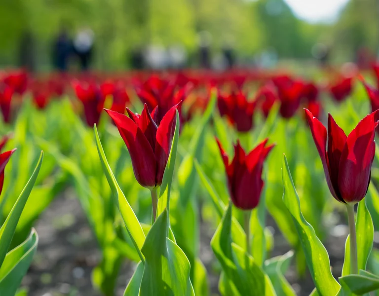 Red tulips blooming in a garden with blurred greenery in the background.